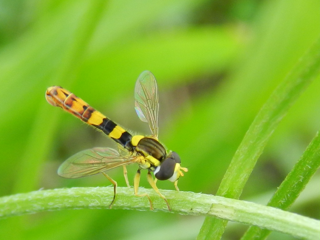 Identificazione..... Sphaerophoria scripta